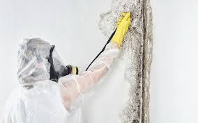 Professional Mold Removal in Poplar Bluff, MO